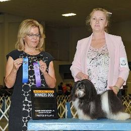 Havanese All Grown Up from Tapscott B.I.S. Havanese