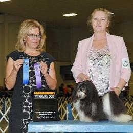 Havanese All Grown Up from Tapscott B.I.S. Havanese