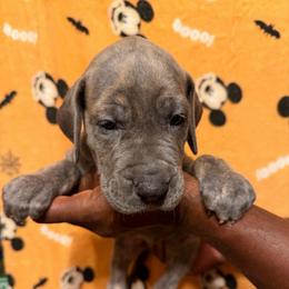 Viken green collar - Blue brindle male Great Dane puppy in Anderson, South Carolina from QCM DANES