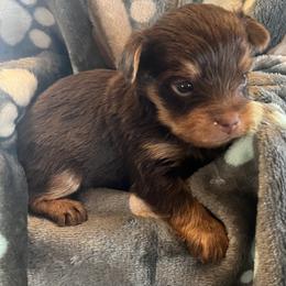Koko - Chocolate and tan male Yorkshire Terrier puppy in Crossville, Tennessee from Lil Britches Yorkies