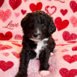 Georgia - Black and white female Aussiedoodle puppy in High Point, North Carolina from Kingsfield Doodles