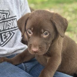 Pink - Chocolate female Labrador Retriever puppy in Oklahoma City, Oklahoma from H & H Retrievers