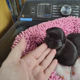 AKC Ben - Black male Pekingese puppy in Andrews, South Carolina from Purple Diamonds Kennel