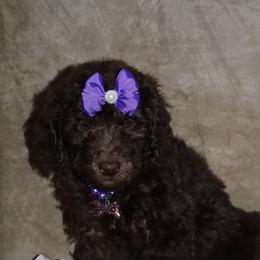 J'Adore - Brown female Bernedoodle puppy in Ohio from Moore Doodles