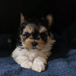 Girl 2 - Parti female Yorkshire Terrier puppy in White Pigeon, Michigan from Kathys Yorkie and Shih-tzu Cuties