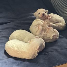 Maltese puppies from Hops-a-Lot Maltese Ranch