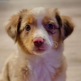 Miniature Australian Shepherds and Toy Australian Shepherds from Best Mini Aussies