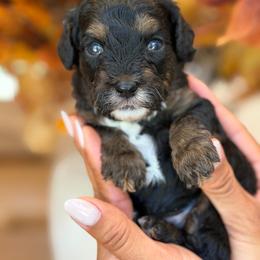 Drew - Phantom male Poodle puppy in Yuciapa, California from AlltheDoodlez_
