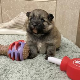 Orange sable boy - Orange sable male Pomeranian puppy in Kelso, Washington from Highlander Pomeranians