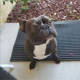 Legend - French Bulldog