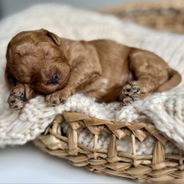 Paddington - Red  male Goldendoodle puppy in Santa Barbara, California from K+C Doodles