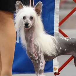 Border Collies and Chinese Cresteds from Coylety Kennel