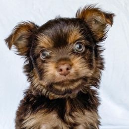 Dachshund, Great Dane, and Yorkshire Terrier Puppies from WZ Kennels