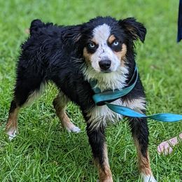 Gizmo - Miniature American Shepherd