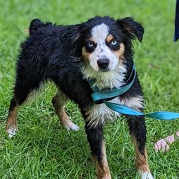Gizmo - Miniature American Shepherd