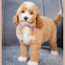 Coralyn - Red and white female Cockapoo puppy in Connersville, Indiana from Deaz Doodle Ranch