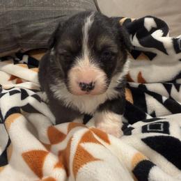 Reserved DobbyDan - Black and tan male American Corgi puppy in Heyworth, Illinois from Schumaker Corgis