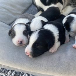 Australian Shepherd Puppies from Lil' Blue Blessings