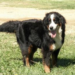 Genie - Bernedoodle