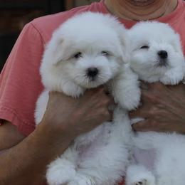 Cotons de Tulear from Cloud Nine Cotons