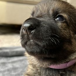 Girl 2 - Sable German Shepherd puppy in Sabattus, Maine from Pracovni Bohemia German Shepherds