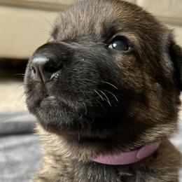 Girl 2 - Sable German Shepherd puppy in Sabattus, Maine from Pracovni Bohemia German Shepherds