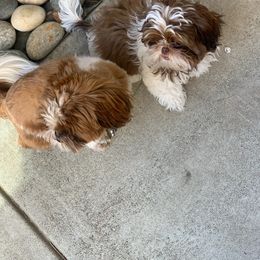 Shih Tzu Puppies from Jocelyn Burkey's Shih Tzus