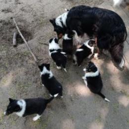Collies from Collie Hobbies