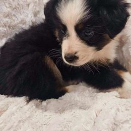SWEETART - Black tri Miniature Australian Shepherd puppy in Olton, Texas from Rejino Mini & Toy Aussies
