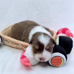 Shari - Red tri-color female Australian Shepherd puppy in Jonesborough, Tennessee from Lotus Australian Shepherds
