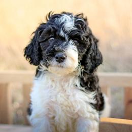 Sawyer - Black male Labradoodle puppy in Crete, Nebraska from Doodles & Co