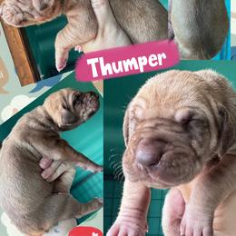 Thumper - Silver female Great Dane puppy in Wellsville, New York from Prophecy Danes