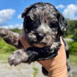 Zeppelin - Merle male Cockapoo puppy in Murphy, North Carolina from Christina’s Puppy Utopia