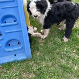 Girl 2 lilac collar - Black and white female Sheepadoodle puppy in Eleva, Wisconsin from Molly’s Doodles