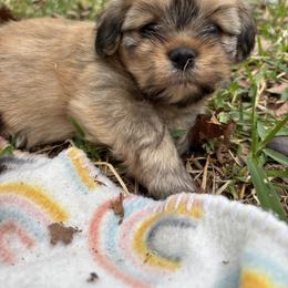 Tiana - Red gold female Lhasa Apso puppy in Albany, Georgia from Clark's Lhasas