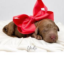 Yoko - Red  female Goldendoodle puppy in State Road, North Carolina from Must Love Doodles