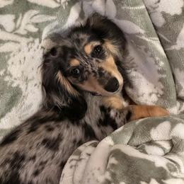 Koda - Dachshund