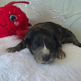 Ross ( red collar) - Black and tan male Schnoodle puppy in Novinger, Missouri from Stormi Sky Schnoodles