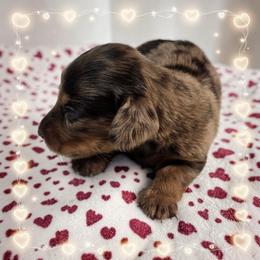 Cookie - Dapple female Dachshund puppy in Alvin, Texas from Cosson's Dachshunds of Alvin