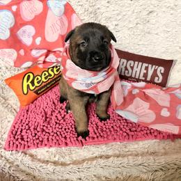 Red - Fawn sable female Belgian Malinois puppy in Boise, Idaho from Wings of Freedom Retrievers and Malinois