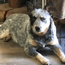 Australian Cattle Dogs from Buckaroo Cattle Dogs