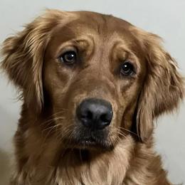 Darci - Golden Retriever