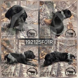 Girl 192125F01R - Black and white female German Shorthaired Pointer puppy in Moyie Springs, Idaho from Wier Farms GSP