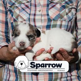 Sparrow - Blue merle and white female Sheepadoodle puppy in Cleveland, Tennessee from Narrow Path Old English & Sheepadoodles