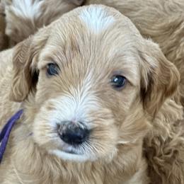 Purple Collar - Paris (France) - Apricot female Goldendoodle puppy in West Sacramento, California from Pomegranate Doodles