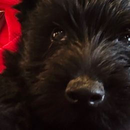 Jolly - Scottish Terrier puppy from Stefany Farm of Happiness