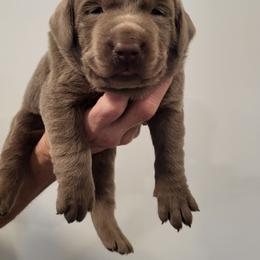 Donner - Silver male Dilute Retriever puppy in New Providence, Pennsylvania from Southernend Silvers