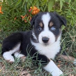 Outlaw - male Miniature Australian Shepherd puppy in Godley, Texas from Bradley Kennels