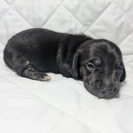 2 dark Blk.c brindle - Black and cream male Dachshund puppy in Central Point, Oregon from MRS Long Dog Ranch