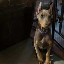 Doberman Pinscher Puppies from Morningstar Kennel